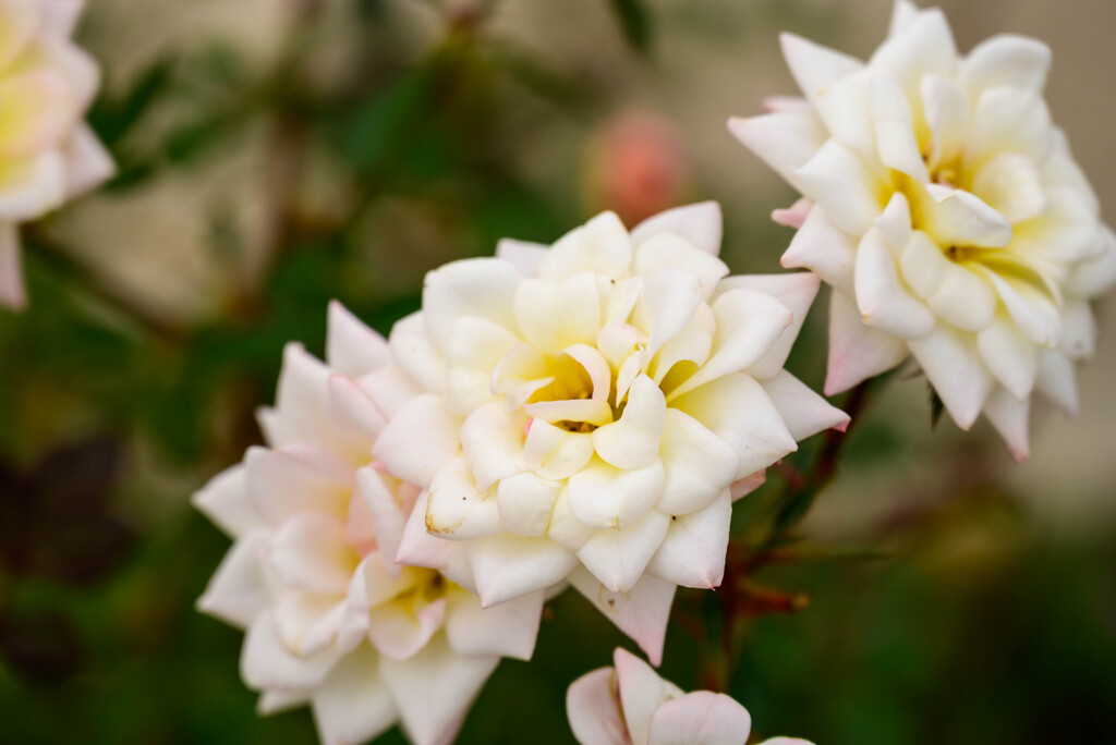 薔薇ミルキーウェイ