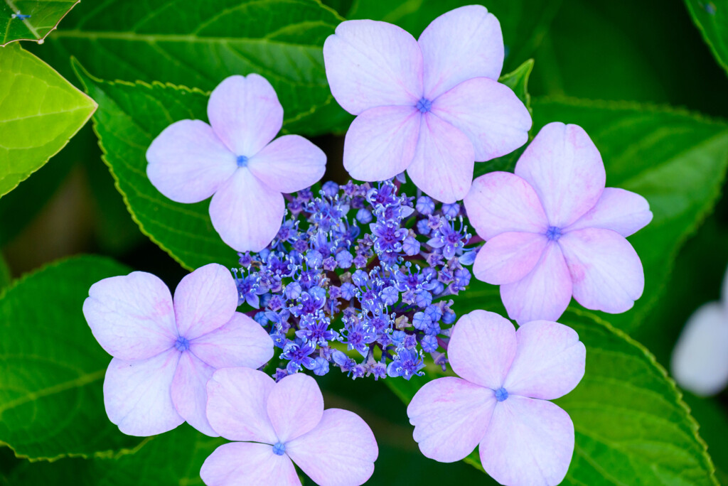 2022年紫陽花1