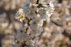 暖地桜桃1