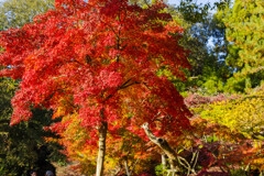 2019奈良公園紅葉9