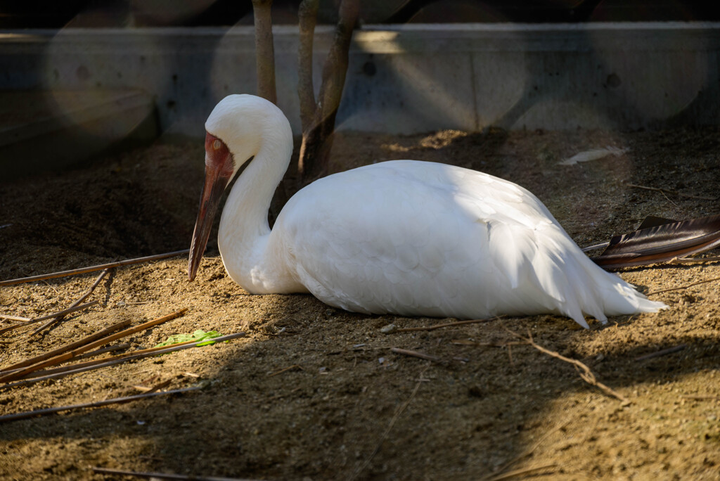 天王寺動物園ソデグロツル3