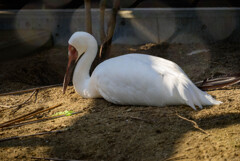 天王寺動物園ソデグロツル3