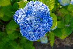 紫陽花2