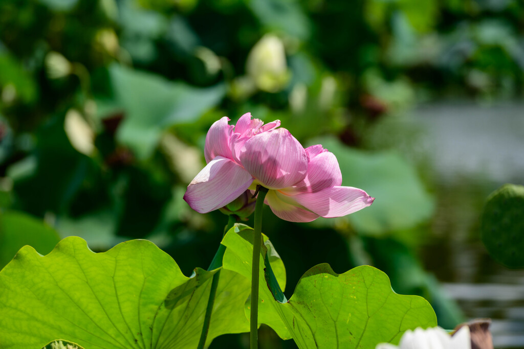 鶴見緑地咲くやこの花館の蓮7