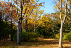 万博記念公園の風景