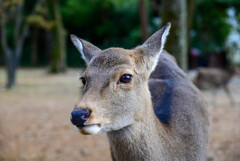 奈良公園の鹿6
