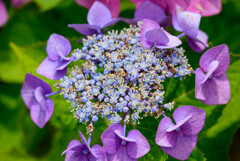 2021紫陽花18