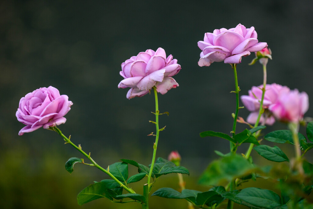 中之島公園の薔薇39しのぶれど