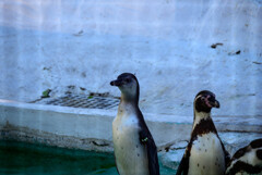 天王寺動物園ペンギンさん1