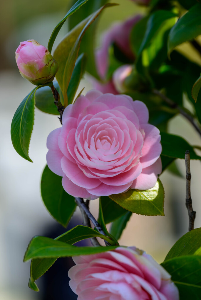 大阪城公園乙女椿6