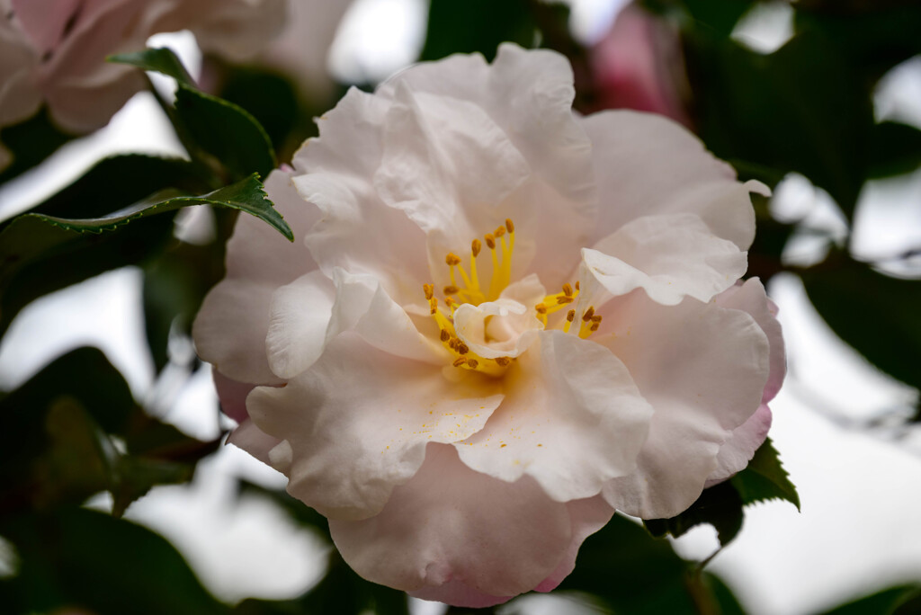 山茶花5