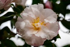 山茶花5