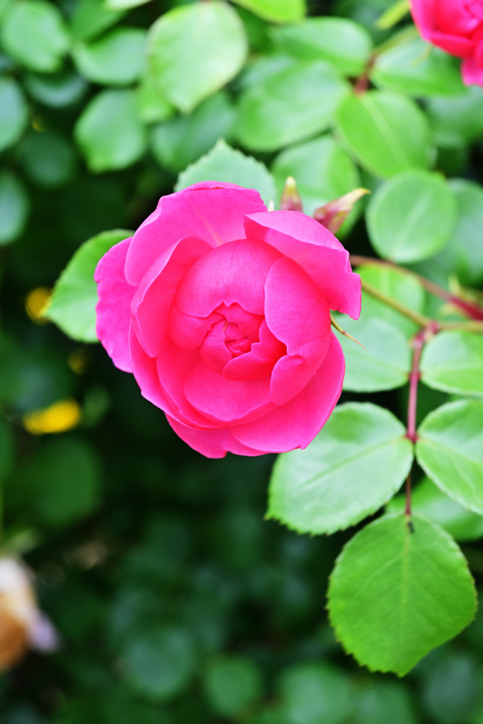 2021薔薇14