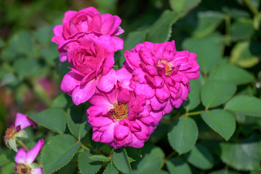 長居植物園の薔薇5