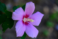 木槿3