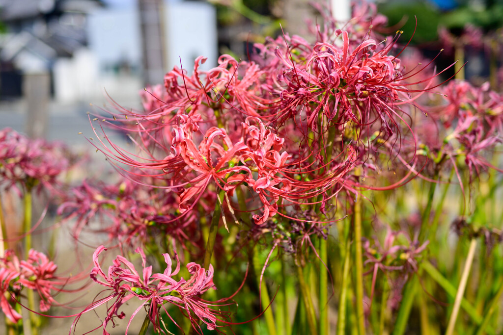 曼珠沙華5