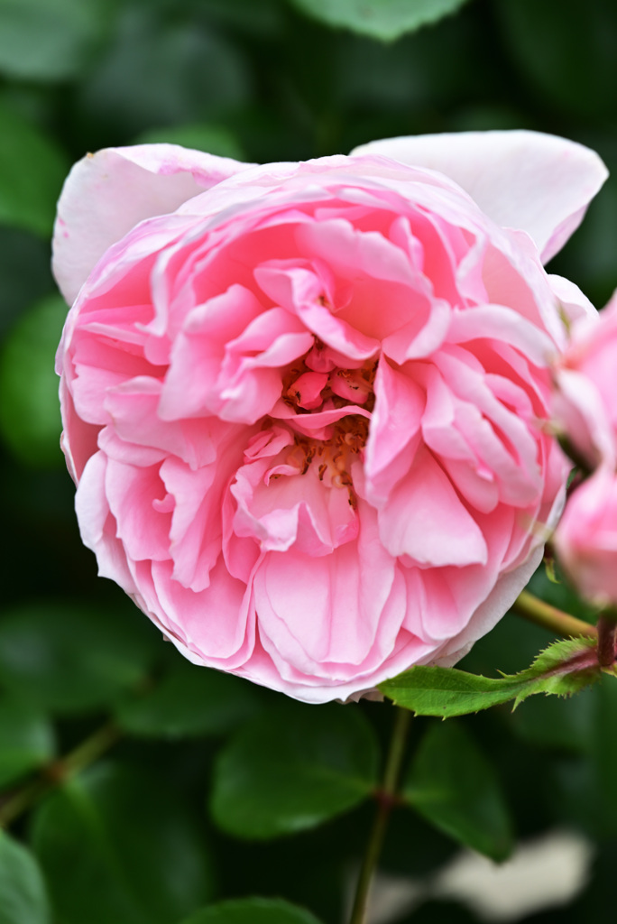 2021薔薇6
