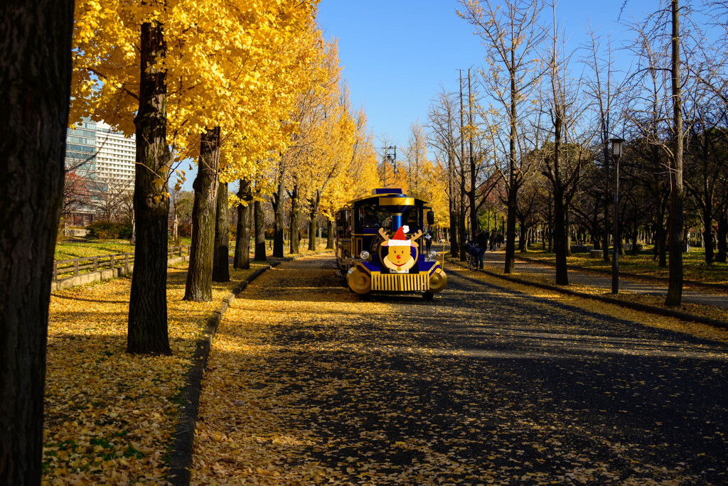 大阪城公園 イチョウ9