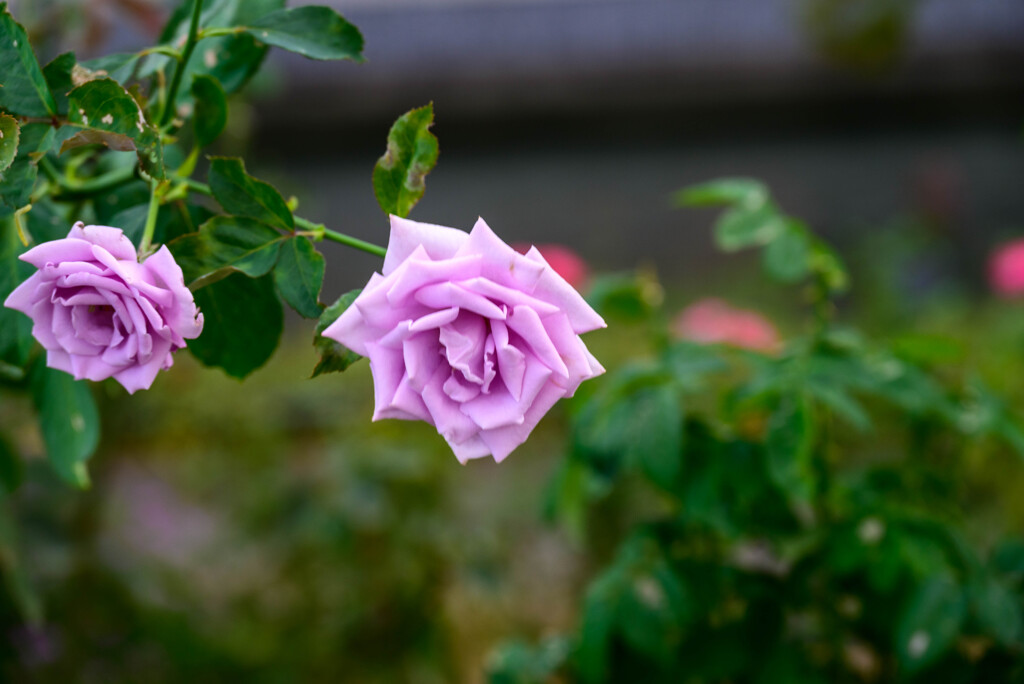 中之島公園の薔薇22藤娘