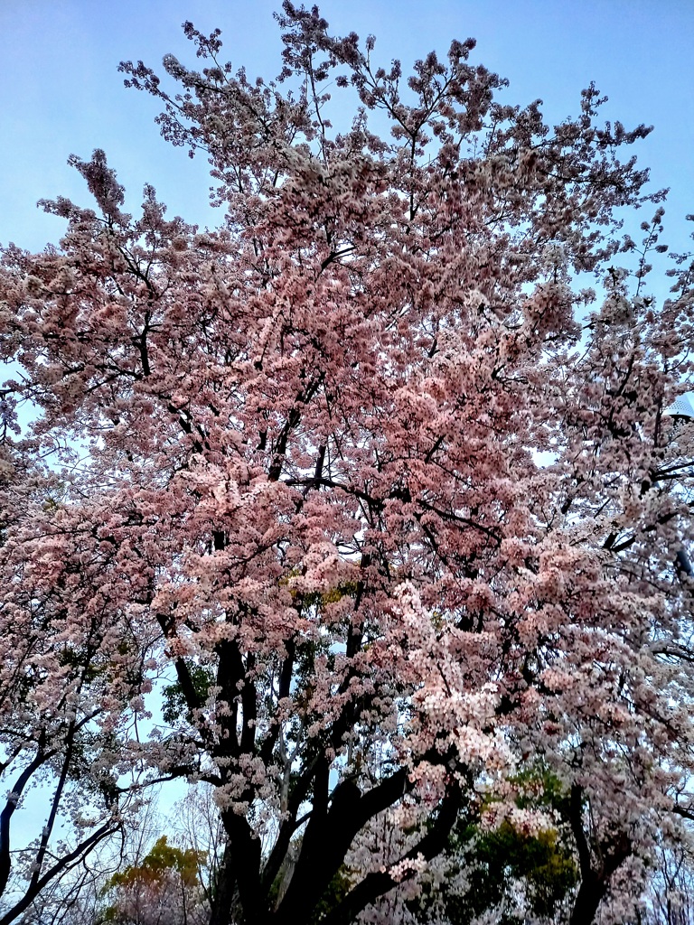 2021大阪城公園 ベニバスモモ2