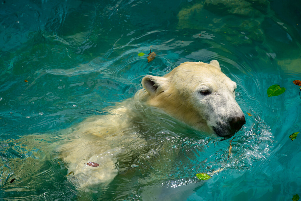 天王寺動物園ホッキョクグマ3