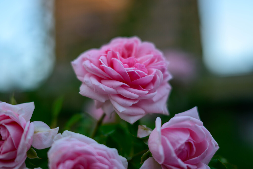 中之島公園の薔薇54ホームアンドガーデン