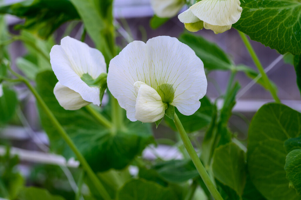 ウスイエンドウの花5