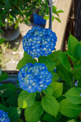 紫陽花4