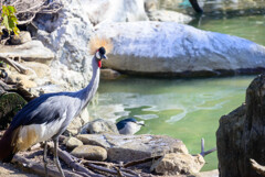 天王寺動物園 ホオジロカンムリツル2