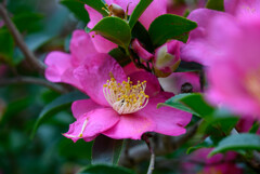 山茶花6