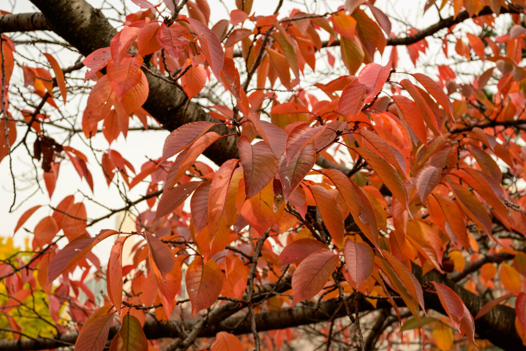 近所の公園の桜紅葉6