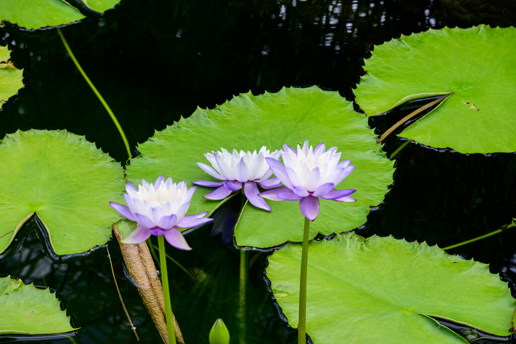 鶴見緑地咲くやこの花館熱帯スイレン13