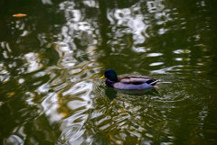 大阪城公園のカモさん1