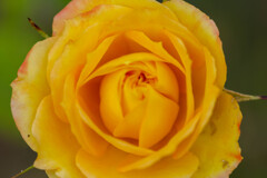 薔薇1