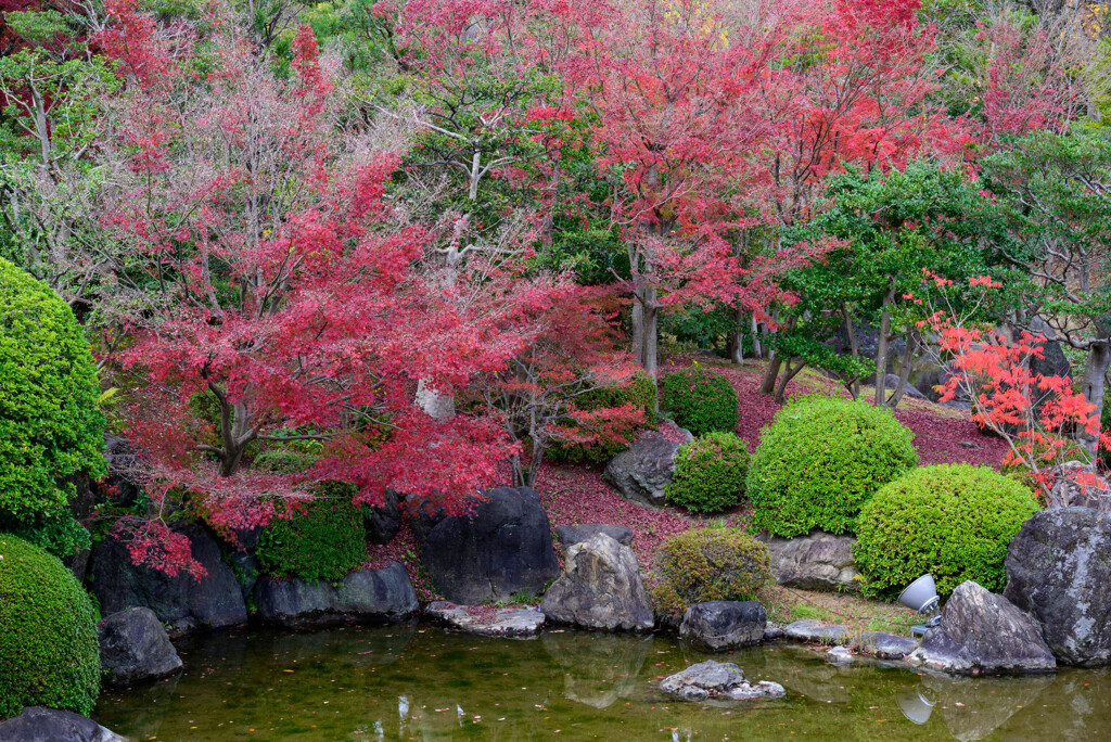 万博記念公園紅葉3