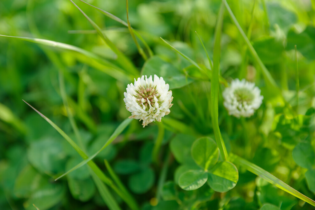 シロツメクサ2