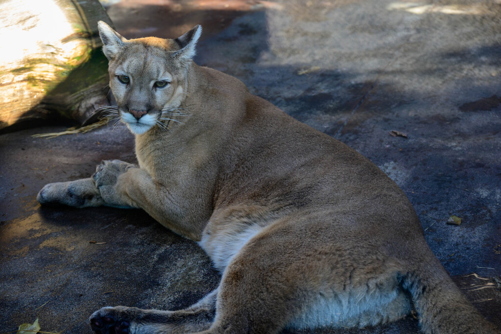 天王寺動物園 ピューマのマリー4