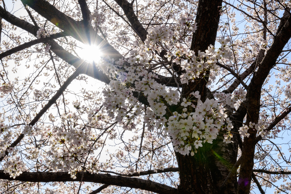 2021大阪城公園の桜1光芒を浴びて