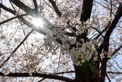2021大阪城公園の桜1光芒を浴びて
