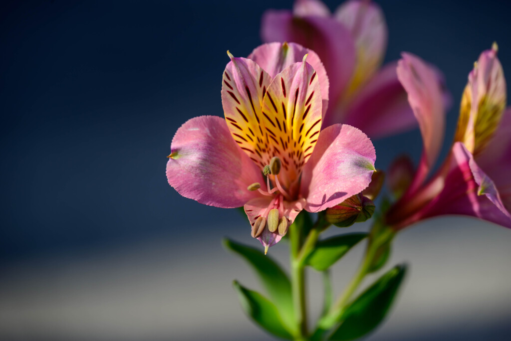 2021アルストロメリア5