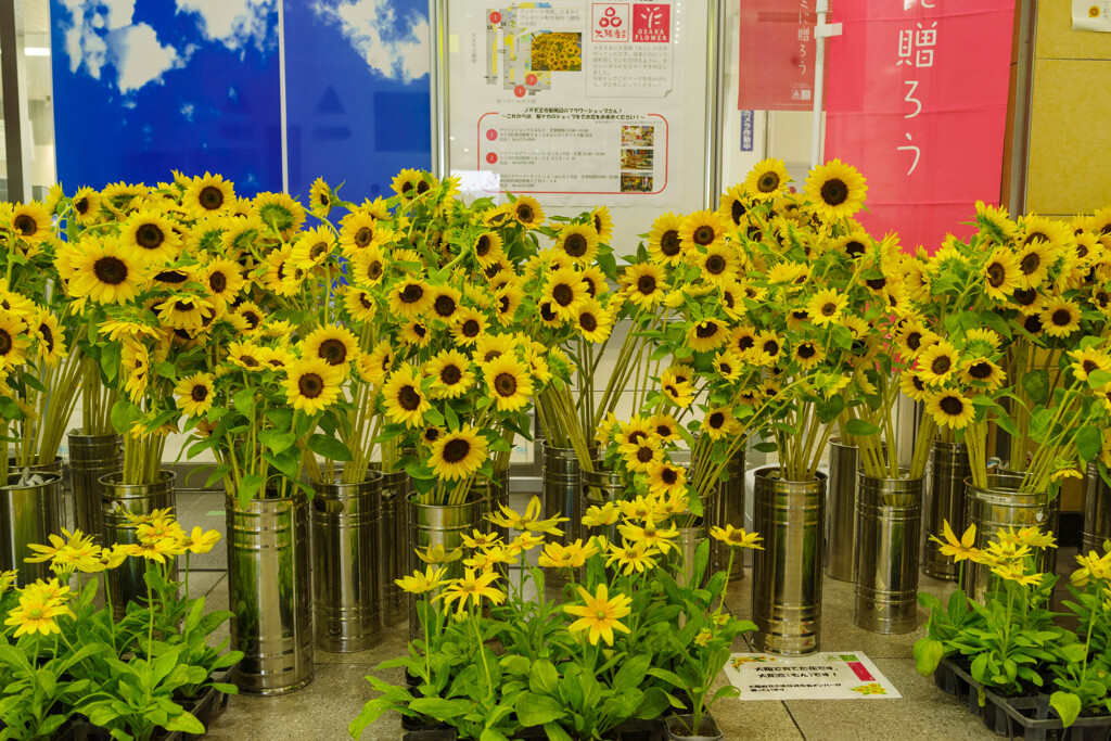 JR天王寺駅のひまわり3