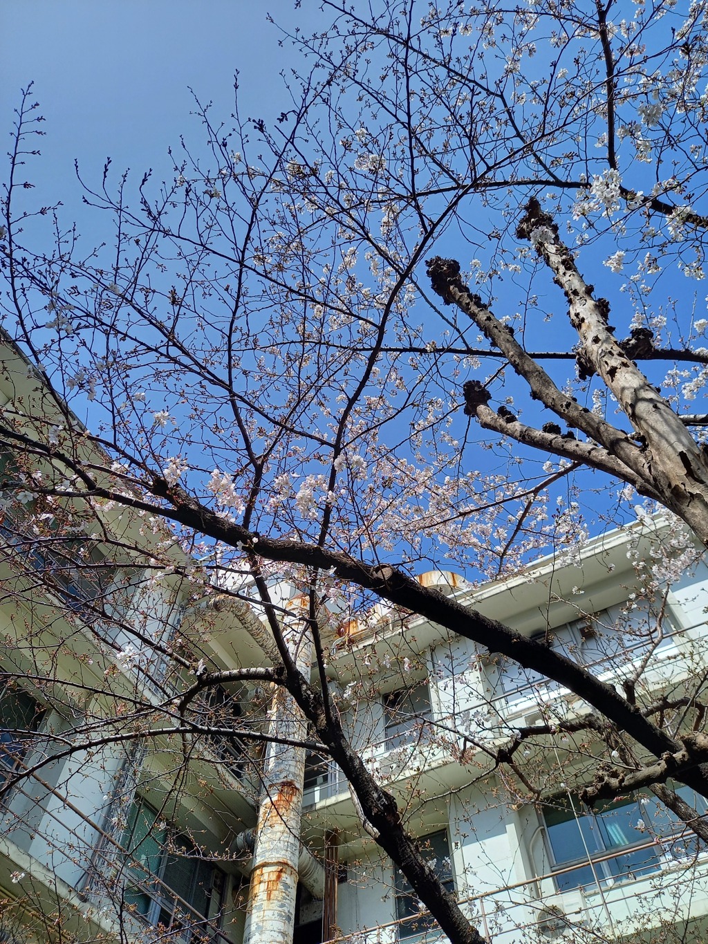 職場の桜が咲き始めました4
