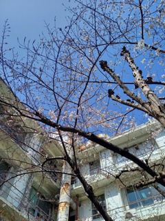 職場の桜が咲き始めました4