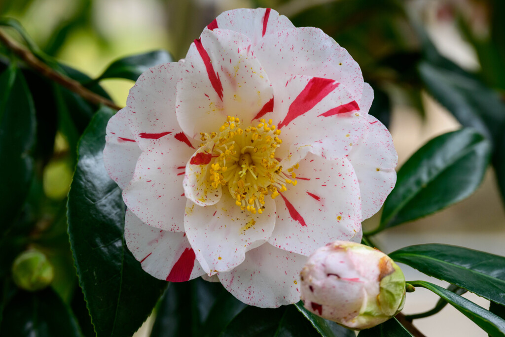 2021花の文化園 椿11