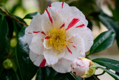 2021花の文化園 椿11