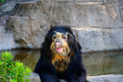 天王寺動物園メガネグマ1