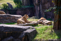 天王寺動物園くつろぐライオン
