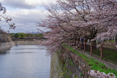 2020大阪城公園の桜14