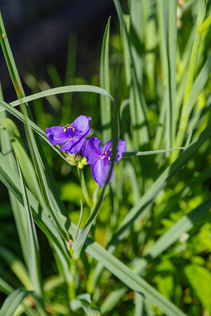 ムラサキツユクサ4