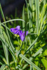 ムラサキツユクサ4